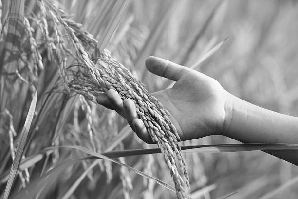 CSIR-NIIST develops ‘Designer Rice’ to tackle diabetes and hidden hunger