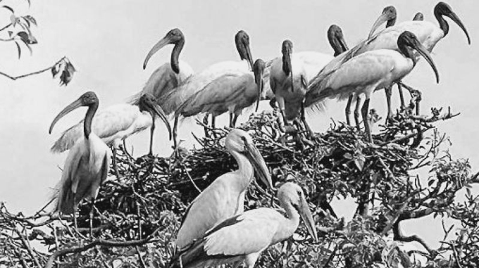Winter Migratory Birds Start Return from Odisha’s Bhitarkanika to Himalayas