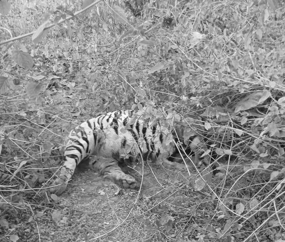 10th Tiger Death in MP This Year Raises Big Cat Safety Concerns