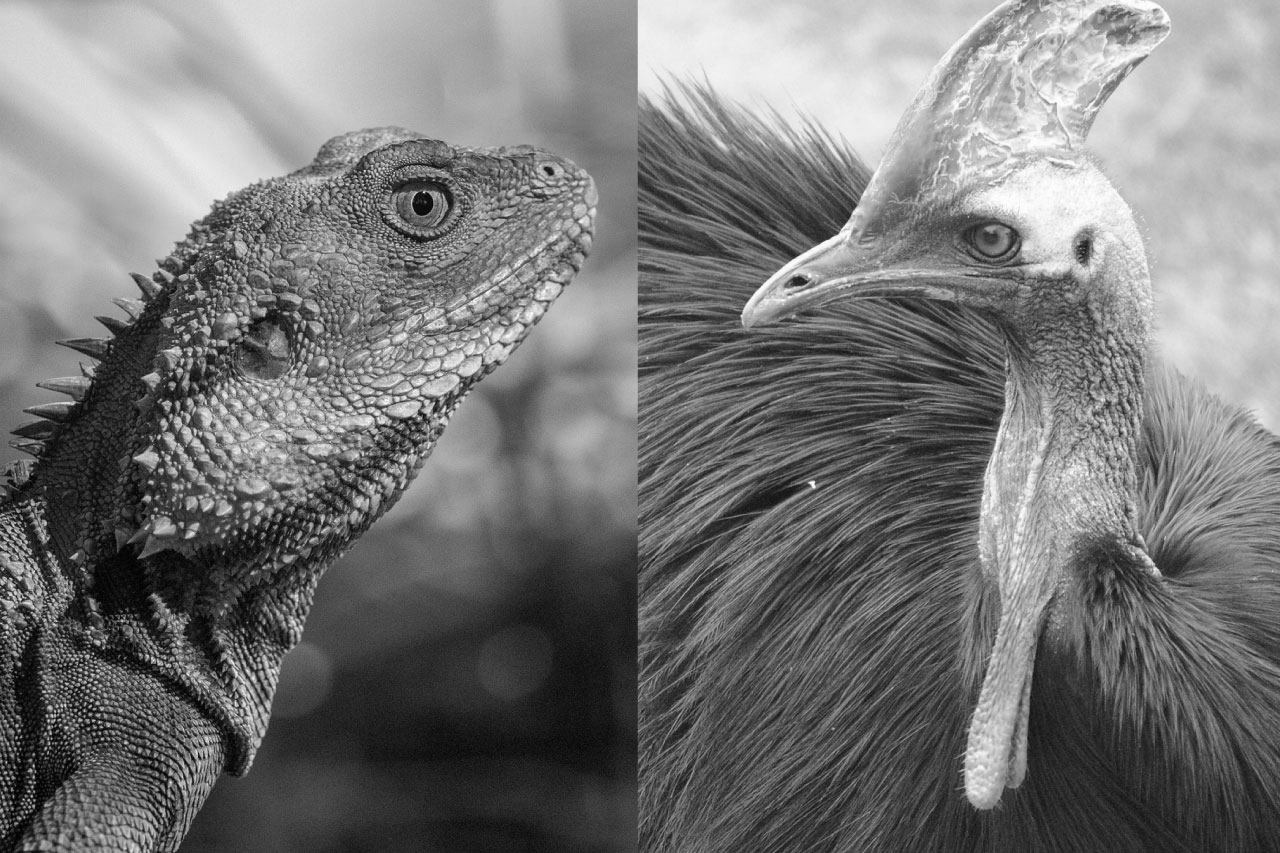 Birds, reptiles top Delhi Zoo adoptions: FY23 sees record collections