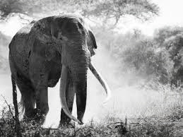 Elephants, Not Leopards, emerge as India’s deadliest wild threat