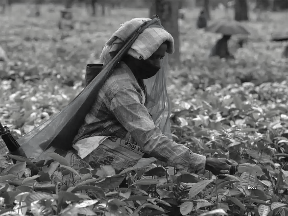 Assam cabinet approves Rs 30 hike in tea workers wages ahead of elections