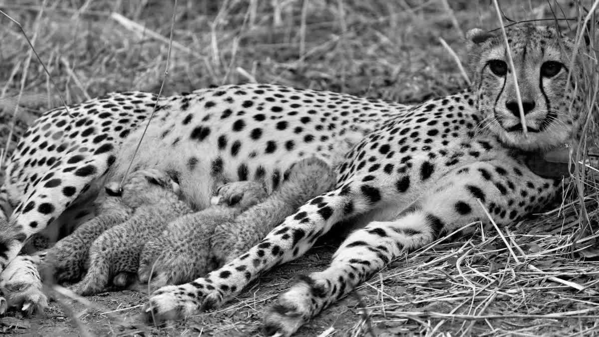 Fourth cub born to Cheetah Gamini at Kuno, India’s Cheetah count rises to 39