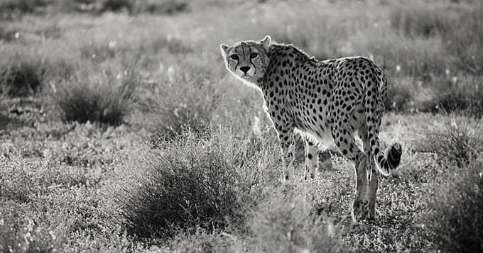 8 more African cheetahs to arrive at Kuno today, India’s revival mission gathers pace