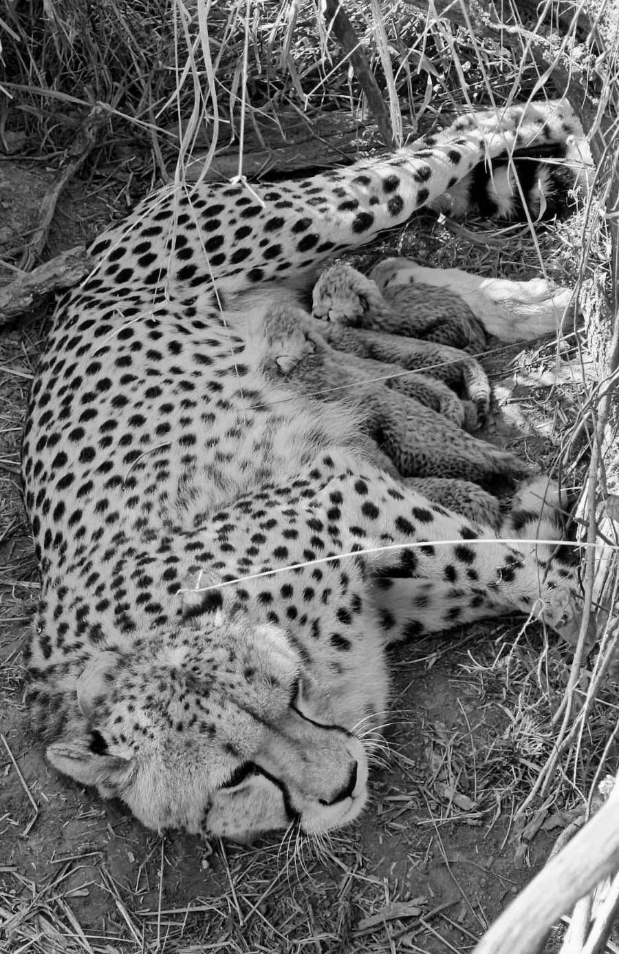 Cheetah Population in India Rises to 53 After Birth of Five Cubs at Kuno