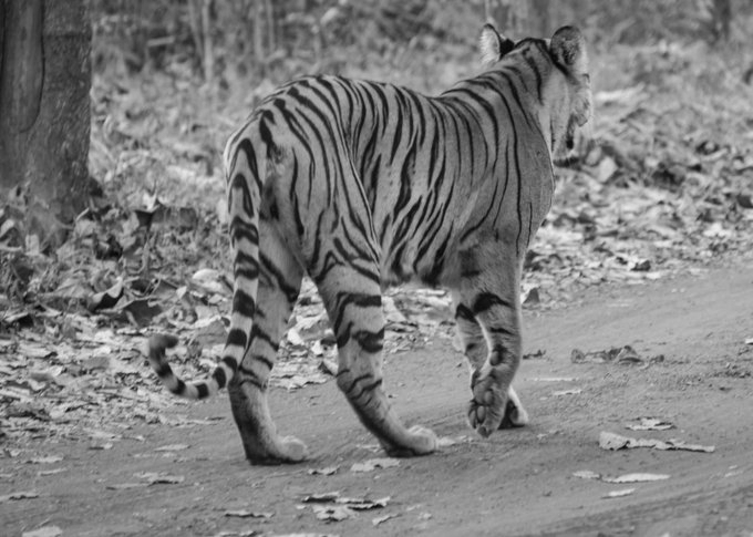 Rajasthan forest department captures tiger after it strays into fields in Ranthambore