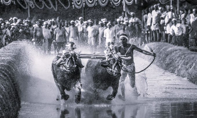 కర్ణాటకలో ‘కంబళా’ నిర్వహణకు సుప్రీం అనుమతి