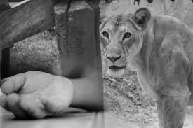 Lioness kills five-year-old boy in Gujarat’s Amreli district