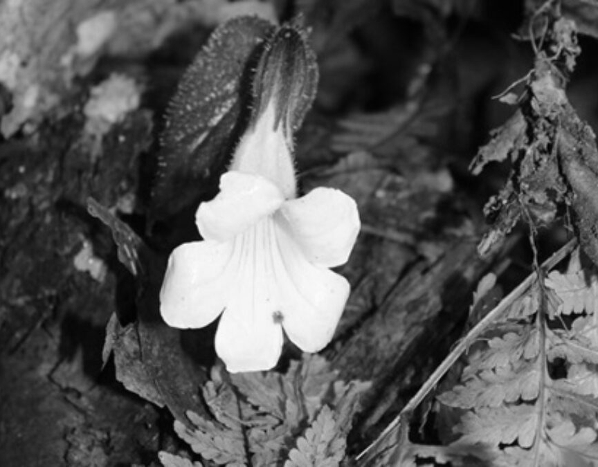Scientists rediscover rare Arunachal plant missing for 189 years