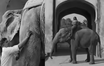 Pink Elephant Controversy: PETA Demands Action After Jaipur Elephant Dies