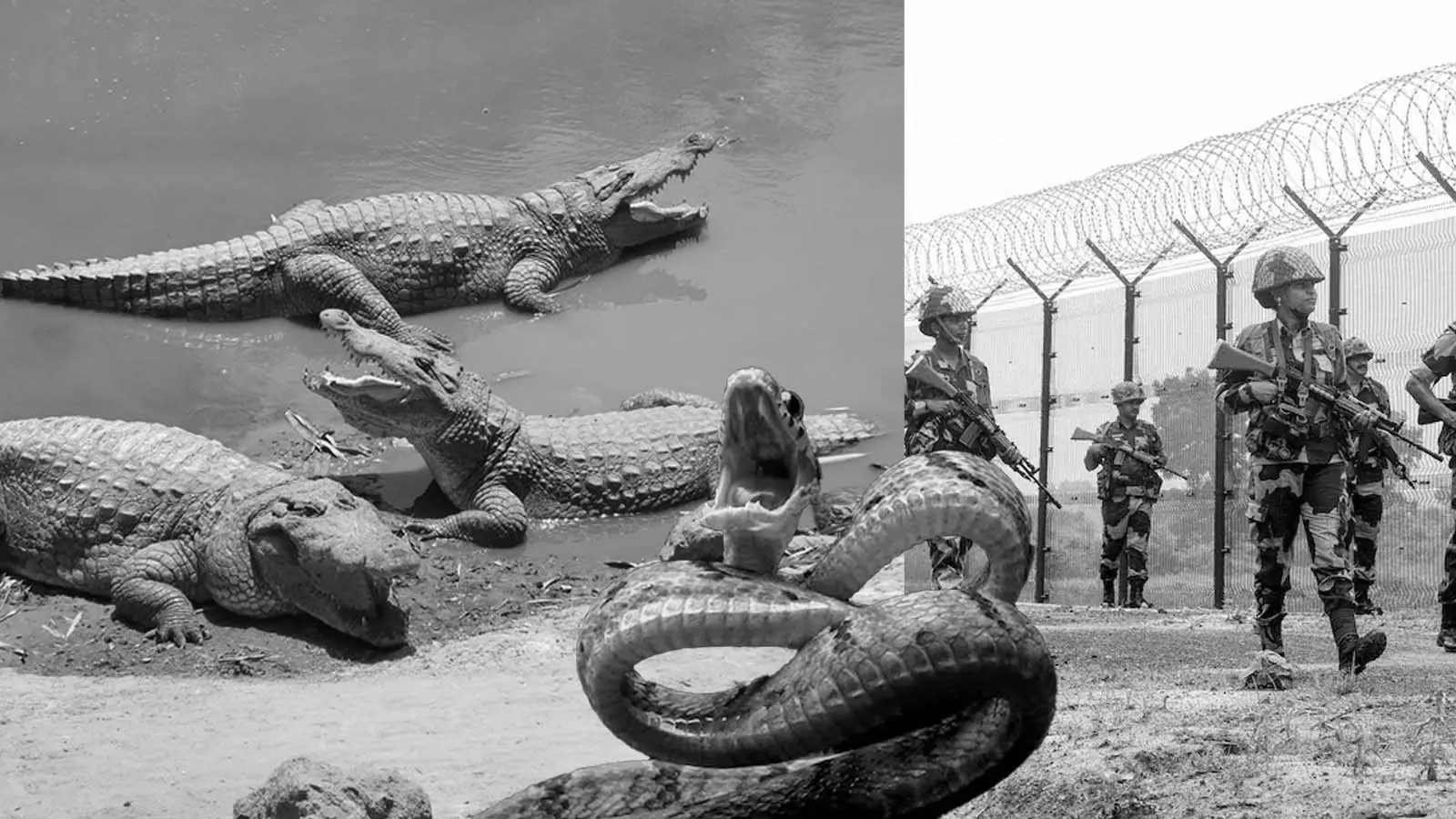 Crocodiles and snakes on patrol? BSF considers natural barriers along Indo‑Bangla border