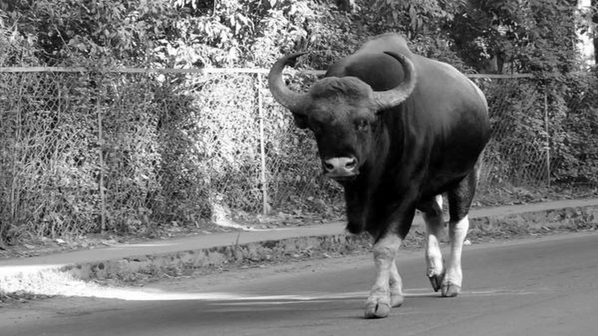 Wild bison storm Nilgiris tribal hamlet, six injured and three houses destroyed