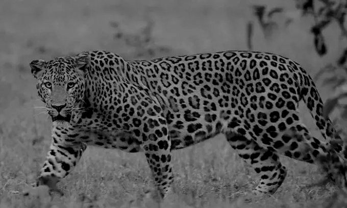 149 leopards die in Madhya Pradesh in 14 months, Road accidents top cause