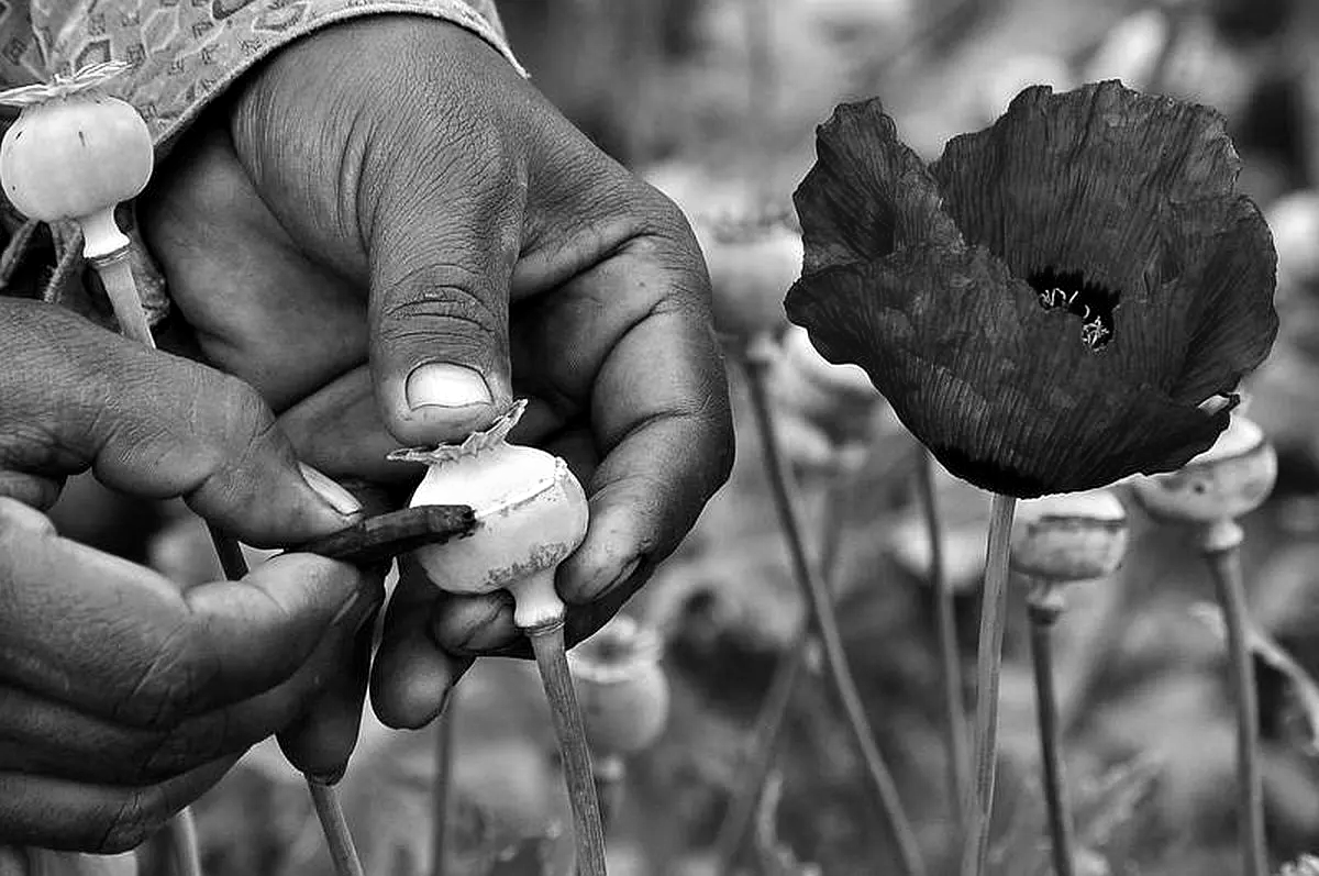 ₹1.25 Cr worth 815 Kg Poppy husk seized in Jharkhand, 2 arrested