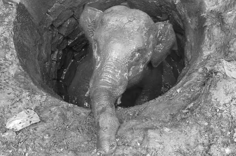 Elephant Calf Trapped in 20-Foot Well in Karnataka, Rescue Operation Underway
