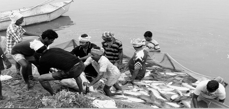 Odisha enforces 61-day fishing ban along 484-km coast to protect breeding season
