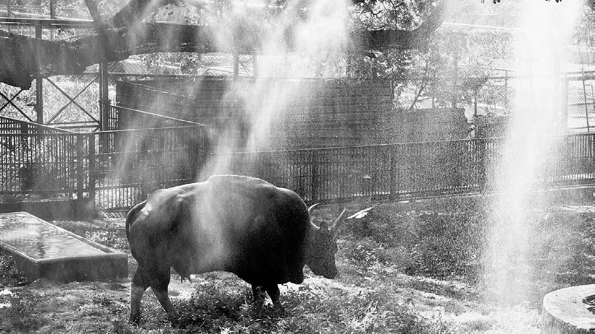 Thiruvananthapuram zoo steps up heat safeguards for animals as temperatures rise