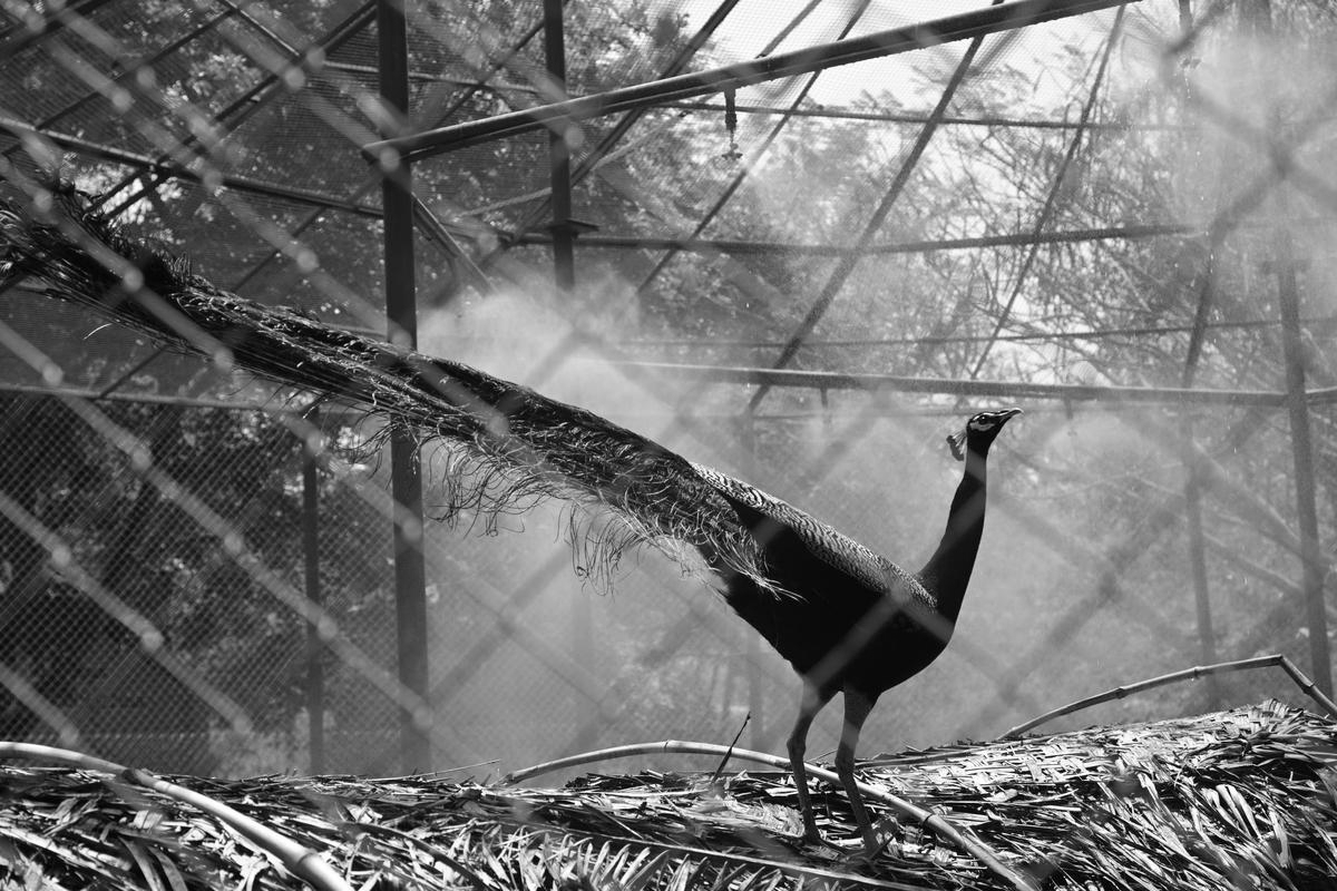 Thiruvananthapuram zoo steps up heat safeguards for animals as temperatures rise