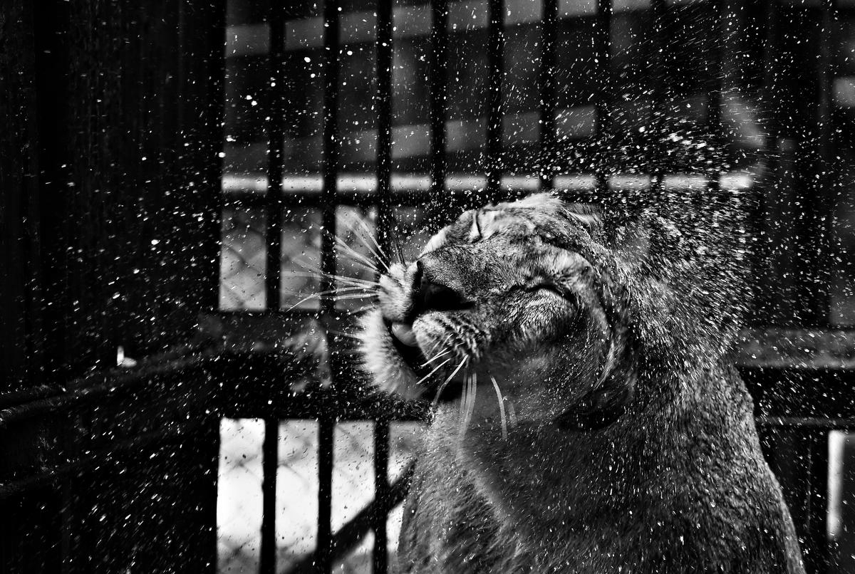 Thiruvananthapuram zoo steps up heat safeguards for animals as temperatures rise