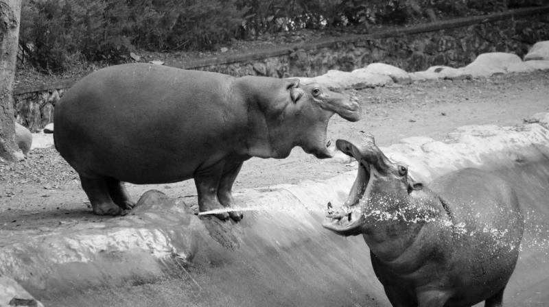 Thiruvananthapuram zoo steps up heat safeguards for animals as temperatures rise