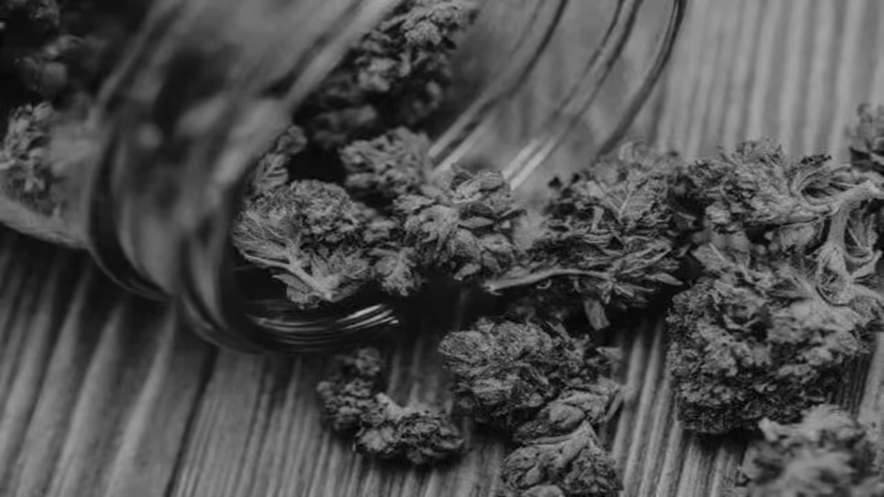 Over 1 kg hydroponic ganja seized in Delhi, 3 held in Thailand-linked drug racket