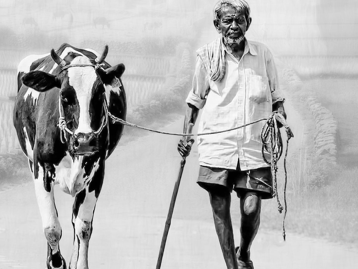 India’s Dairy Sector Stable Despite West Asia Conflict, Says Government
