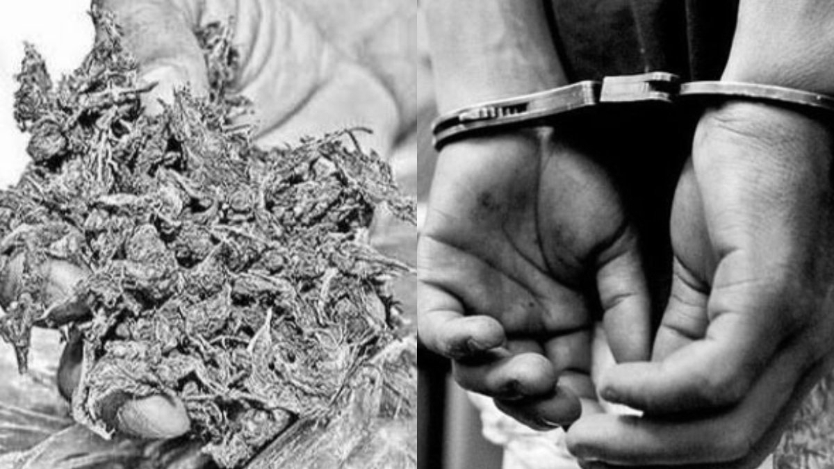 Massive Narcotics Bust at Indo-Nepal Border: 327 Kg Ganja Seized in UP