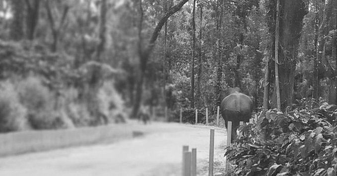 45-Year-Old Elephant Found Dead In Mudumalai Tiger Reserve Forest Area