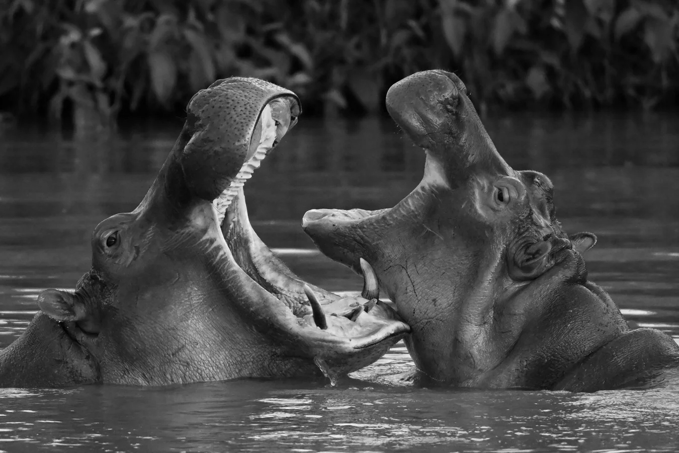 Escobar’s Hippos Spark Ecological Crisis in Colombia as Culling Plan Divides Nation