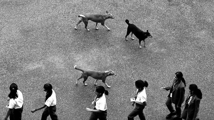 Four Kerala Doctors Booked Over Alleged Negligence in Child’s Rabies Death Case