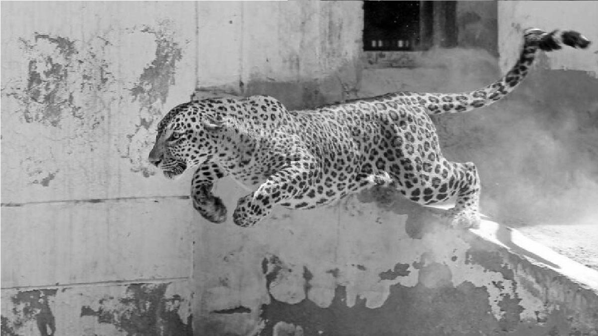 Teen Killed In UP Leopard Attack As Repeated Incidents Raise Alarm
