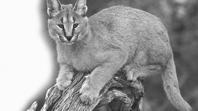 Rare Asiatic Caracals Return To Thar Desert Near India-Pakistan Border