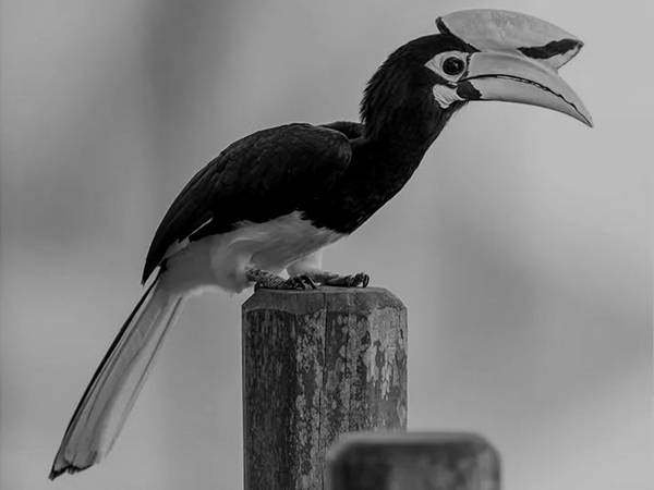 Rare Oriental Pied Hornbill Returns to Pasighat, Signals Healthy Forest Ecosystem