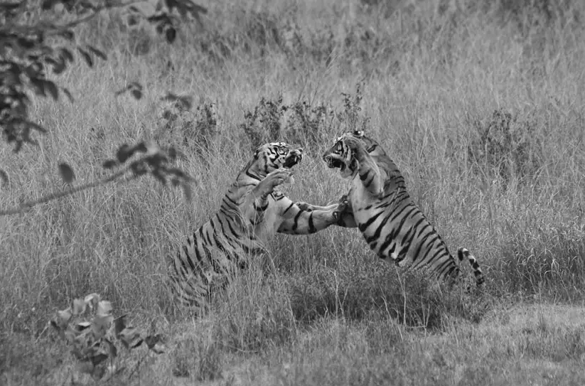 Tigress Killed in Fatal Territorial Clash With Male Tiger in Dudhwa Buffer Zone