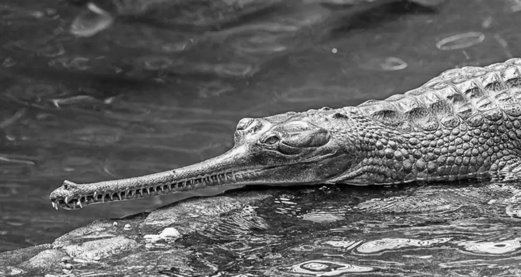 Critically Endangered Gharial Spotted in Assam’s Kaziranga After Years