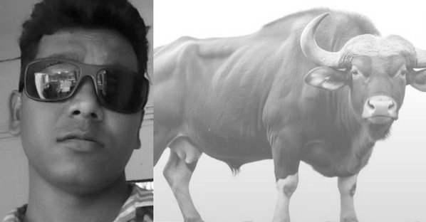 Goa Forest Dept Seeks Police Probe Into Home Guard Jawan’s ‘Bison Attack’ Death