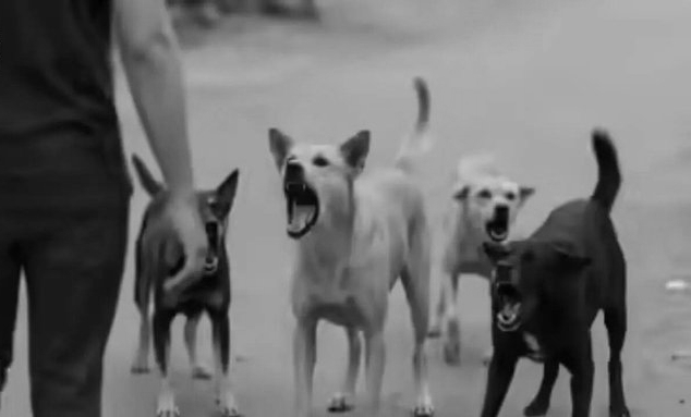 Delhi MCD to Procure 1.2 Lakh Anti-Rabies Vaccines Amid Rising Dog-Bite Cases