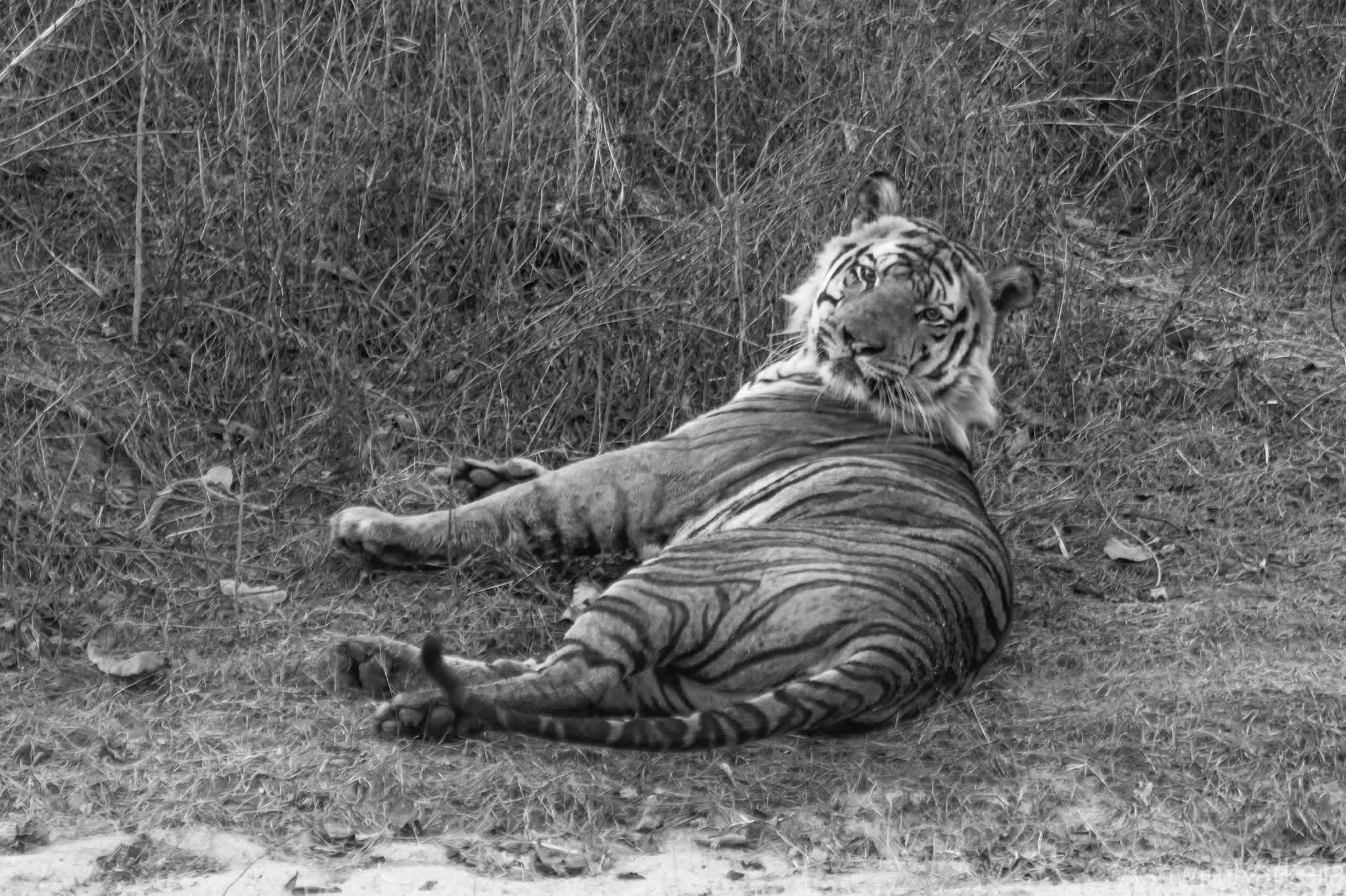 ‘Tourist-Friendly’ Tiger Pujari Dies in Territorial Fight at Bandhavgarh, MP Tiger Toll Reaches 33