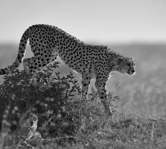 Leopard Attack Suspected in Deaths of Four Wild-Born Cheetah Cubs at Kuno