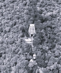 Tirumala Forest Cover Touches 89.4 Per Cent: ISFR Report