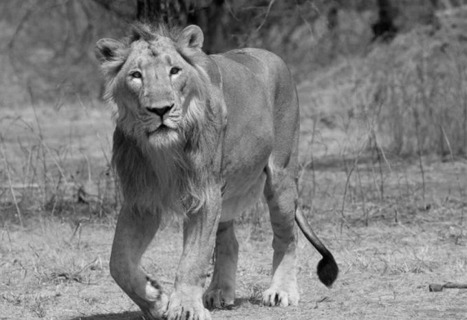 Mumbai’s Byculla Zoo Set To Welcome Four Asiatic Lions From Gujarat After 12-Year Wait
