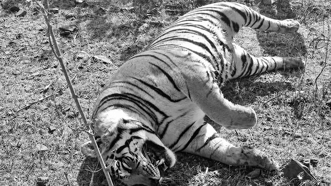Tiger Cubs Poisoned Using Buffalo Bait, Paws Cut Off in Shocking Uttarakhand Poaching Crime