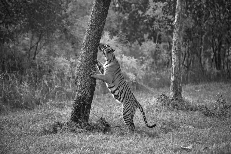 Tiger Kills Four Women While Collecting Tendu Leaves In Maharashtra’s Chandrapur