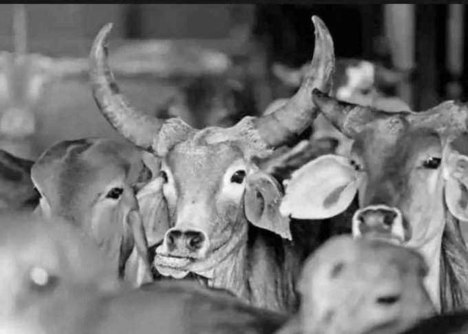 Ajmer Sharif Cleric Calls for Cow to Be Declared National Animal Ahead of Eid-ul-Azha