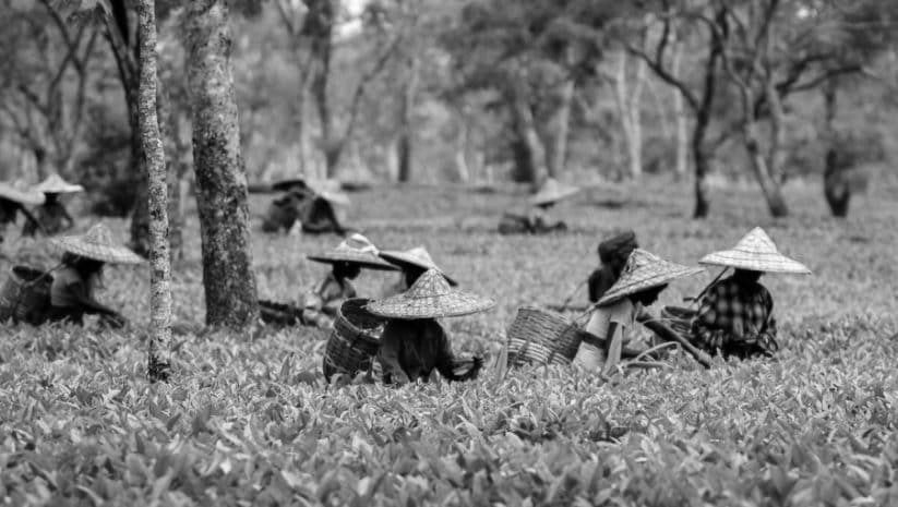 Assam Tea Estate Turns to Tourism Amid Climate and Price Pressures