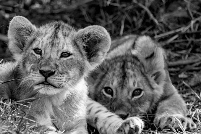 Four Lion Cubs Die of Suspected Babesia Infection, 17 Lions Isolated in Gujarat’s Forest