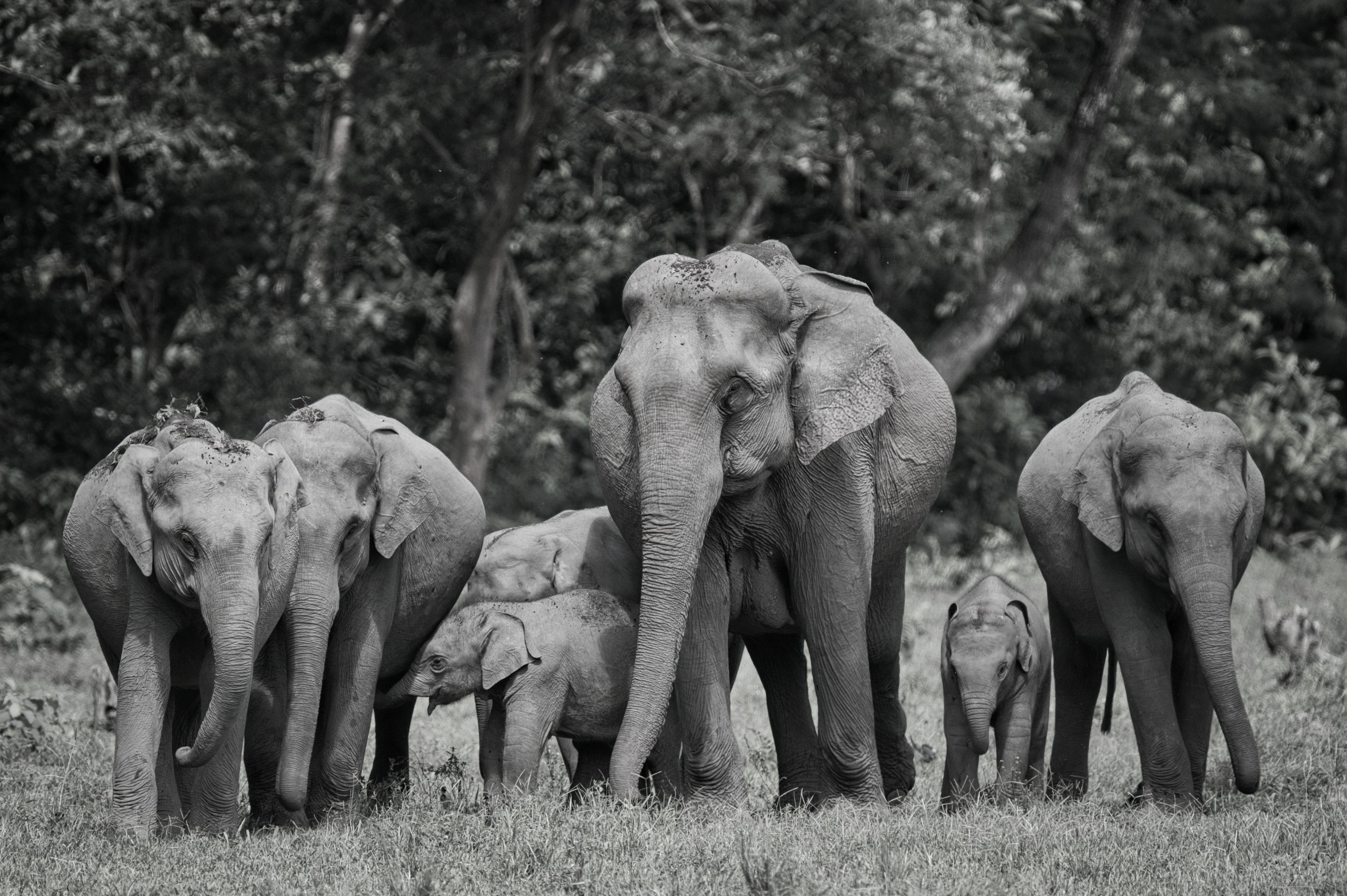 Arunachal Records World’s Highest Elephant Presence, Unveils Plan to Tackle Human Wildlife Conflict