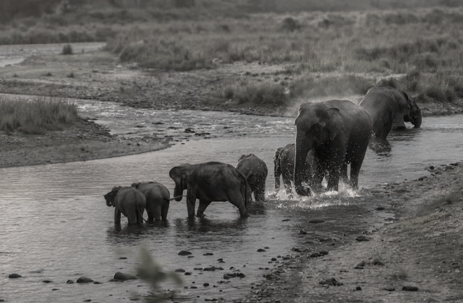 Arunachal Records World’s Highest Elephant Presence, Unveils Plan to Tackle Human Wildlife Conflict