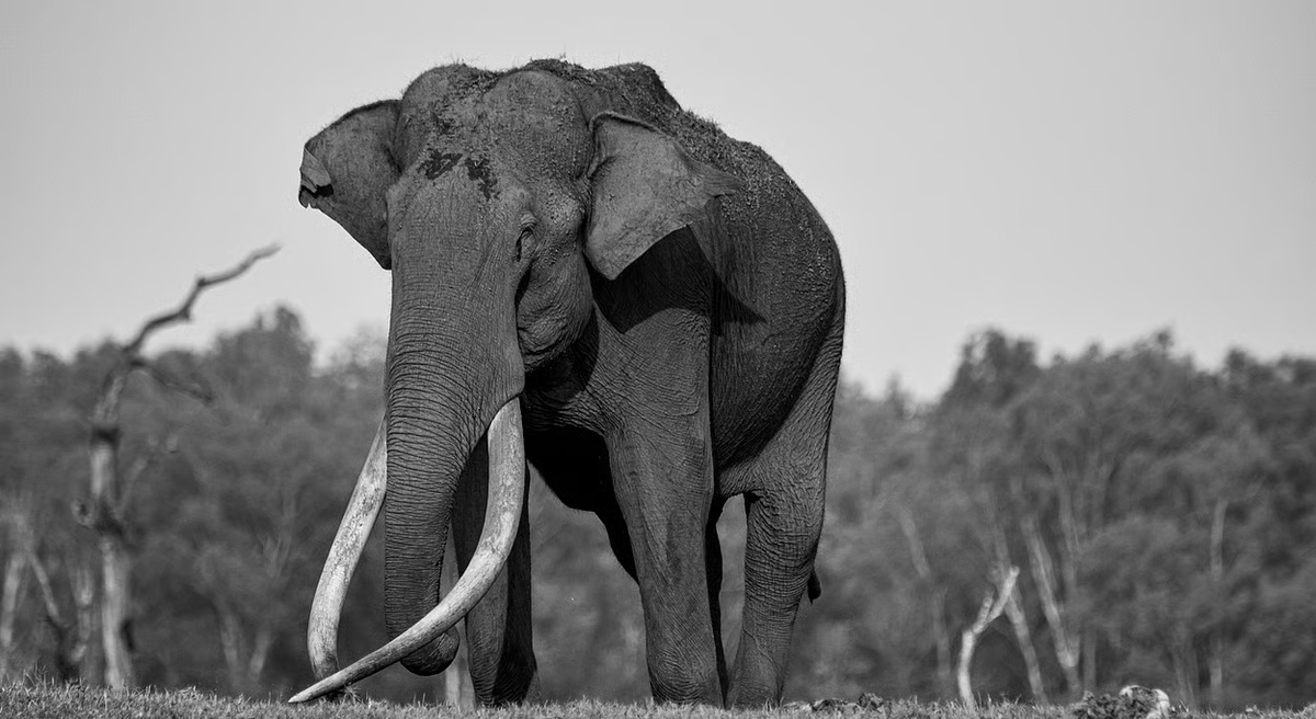 Arunachal Records World’s Highest Elephant Presence, Unveils Plan to Tackle Human Wildlife Conflict