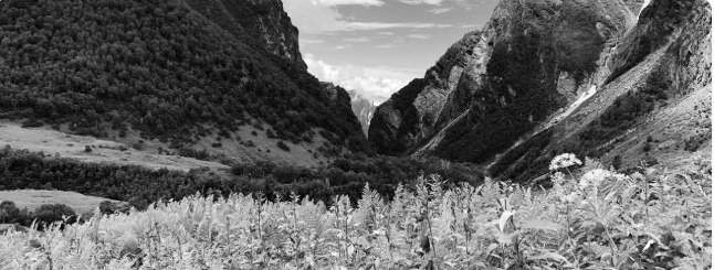 ‘Valley Of Flowers’ National Park Opens For Tourists In Uttarakhand